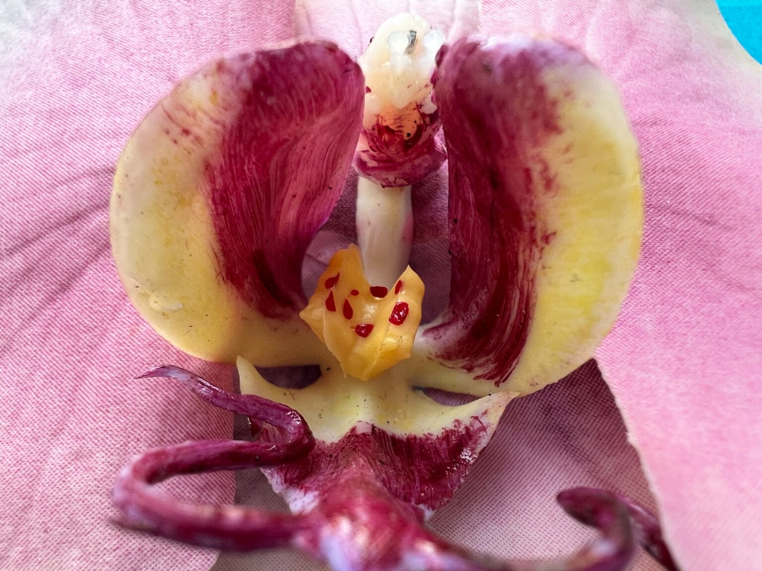 Apple iPhone 13 Pro Camera test DXOMARK