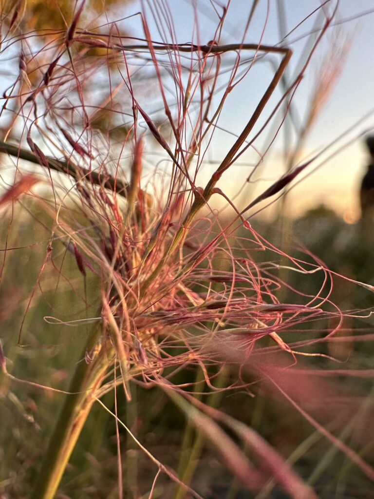 Google Pixel 7 Pro Camera Test Is It The Best Camera Out There Google Pixel 7 Pro Camera Test Is It The Best Camera Out There